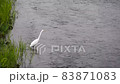 White little egret bird looking for fish in a river in Japan 83871083