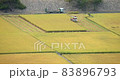Rice harvest 83896793