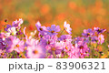 Big cosmos 83906321