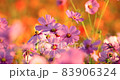 Big cosmos 83906324