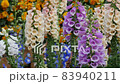 Common foxglove growing in a garden 83940211