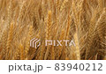 Wheat growing in a field 83940212