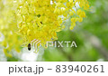 Beautiful Yellow Sonalu Flower or Golden shower Flower 83940261
