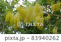 Beautiful Yellow Sonalu Flower or Golden shower Flower 83940262