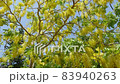 Beautiful Yellow Sonalu Flower or Golden shower Flower 83940263