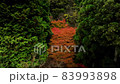 Kyoto in the forest Autumn leaves season (drone aerial photography) 83993898