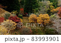 Kyoto in the forest Autumn leaves season (drone aerial photography) 83993901