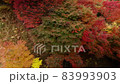 Kyoto in the forest Autumn leaves season (drone aerial photography) 83993903