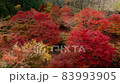 Kyoto in the forest Autumn leaves season (drone aerial photography) 83993905
