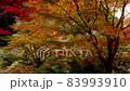 Kyoto in the forest Autumn leaves season (drone aerial photography) 83993910