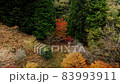 Kyoto in the forest Autumn leaves season (drone aerial photography) 83993911