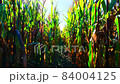 Walking through a cornfield in a autumn sunny day. 84004125