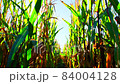 Walking through a cornfield in a autumn sunny day. 84004128