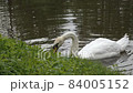 Wild swan with white feathers and orange beak on wide lake water with yellow sunlight reflections slow motion. Concept nature 84005152
