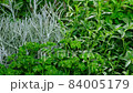 Panoramic video of Various kinds of fresh garden herbs closeup. 84005179