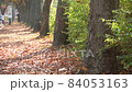 A person walking on a road covered with fallen leaves 84053163