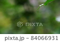 滴從葉子上落下的慢動作 84066931