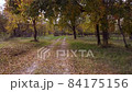 Dirt roads in the autumn forest 84175156