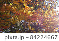 Autumn colors 84224667