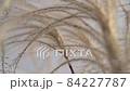 風に揺れるススキのスロー 84227787