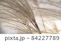 風に揺れるススキのスロー 84227789