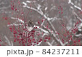 ツグミ　弱い雪　赤い実 84237211