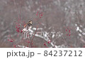 ツグミ　弱い雪　中 84237212