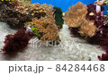 Coral reef tropical fish. 4K 84284468