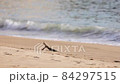 打ち上げられた流木がアクセントの砂浜 84297515