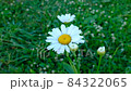 White chamomile swaying in the wind against a background of green grass, close-up. Blooming chamomile flower with petals. Chamomile on a green background. High-quality HD video 84322065