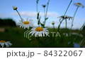 Blooming chamomiles swaying in the wind against a background of blue sky, close-up. White chamomiles flowers with petals. Chamomiles on a sky background. Floral backdrop of chamomile flowers for 84322067