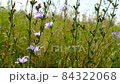 Blooming chicory swaying in the wind. Flowers of wild chicory endive among meadow grass. Wildflower grassland. Blue and Purple flowers. Blue flowers on natural background. Cichorium intybus. High 84322068