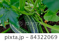 Showing fresh Zucchini Zebra in the vegetable garden. Courgette Plant in the greenhouse. Nature background for branding, movie, banner, cover, header for website. High-quality HD footage 84322069