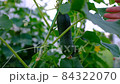 Ripe organic cucumbers growing at greenhouse. Cucumbers hanging on vine among leaves. Close-up of a woman's hand shows a cucumber on a cucumber vine in a greenhouse. High-quality frames in HD format 84322070