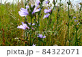 Blooming chicory swaying in the wind. Flowers of wild chicory endive among meadow grass. Wildflower grassland. Blue and Purple flowers. Blue flowers on natural background. Cichorium intybus. Landscape 84322071
