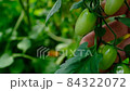 Gardener Hand Showing Tomatoes in Vegetable Garden. Showing green cherry tomato harvest. Organic farming authentic video. Vegetable garden, agriculture farm field scene for branding, movie, banner 84322072