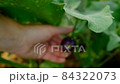 Hand shows an aubergine in a greenhouse, close-up. High-quality HD footage with fresh one eggplant in hand. Harvesting organic vegetables. Aubergine's plant background for branding, movie, banner 84322073