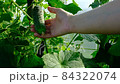 Hand shows a cucumber on a cucumber vine in a greenhouse, close-up. High-quality HD footage with fresh cucumber in hand. Harvesting organic vegetables. Cucumber's show. High quality HD footage 84322074