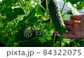 Gardener Hand shows a cucumber on a cucumber vine in a greenhouse. Showing fresh cucumbers harvest. Showing cucumber plant in the vegetable garden. Organic farming authentic video. Vegetable garden 84322075