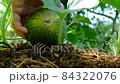 Hand shows a melon growth in a greenhouse, close-up. Movie about melon movie for branding, movie, banner, cover, header for website.. Favorite fruit in summer. Organic farming authentic video. Organic 84322076