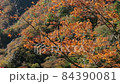 落ち葉 84390081
