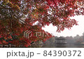 朝日に輝く紅葉の奈良公園 84390372