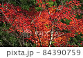 紅葉 84390759