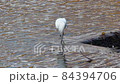 小白鷺 84394706