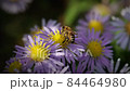 Honey bee collecting nectar and pollen from a purple and yellow Aster flower.  Slow motion. 84464980