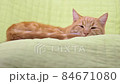 tired relaxed calm lazy ginger cat sleeping in green chair, waking up looking in camera 84671080