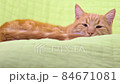 tired relaxed calm lazy ginger cat sleeping in green chair 84671081