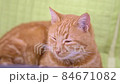 cute lazy sleepy ginger cat relaxing closing eyes falling asleep in slow motion 84671082