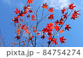 紅紅的楓葉在藍天中搖曳 84754274