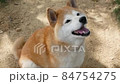Shiba Inu 坐在公園裡乞討小吃 84754275